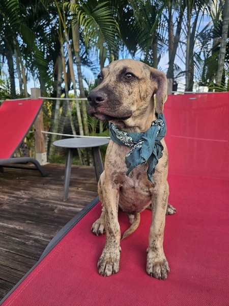 Adopter Fenzo