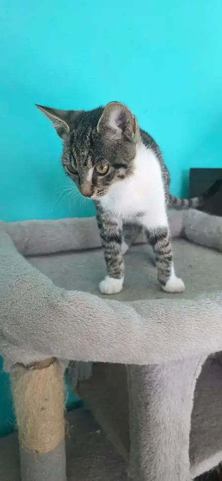 Adopter Fumy