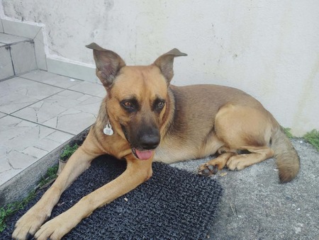Adopter Karamelo