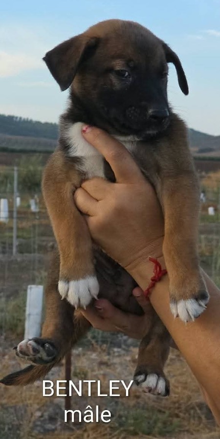 Adopter Bentley