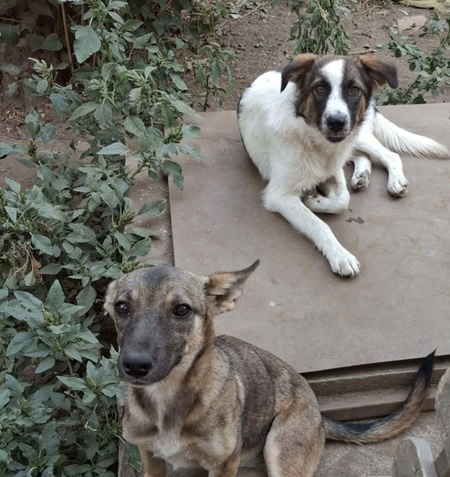 Adopter Lily
