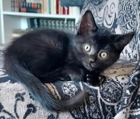 Adopter Bleiz 