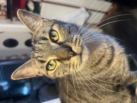 Adopter Aiko