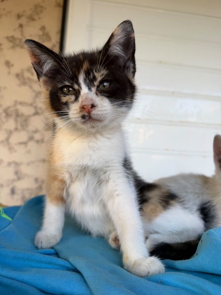 Adopter Snikers