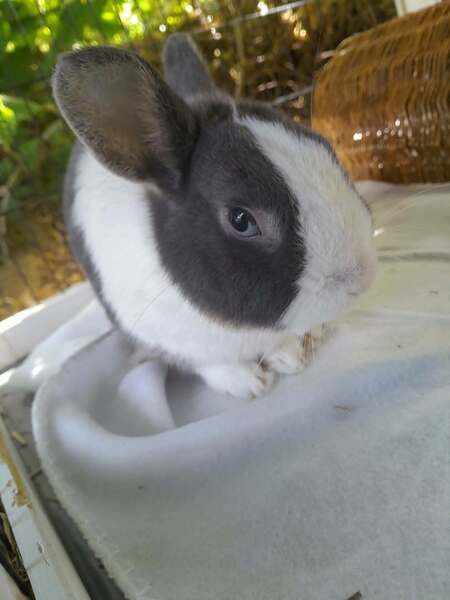 Adopter Charbi