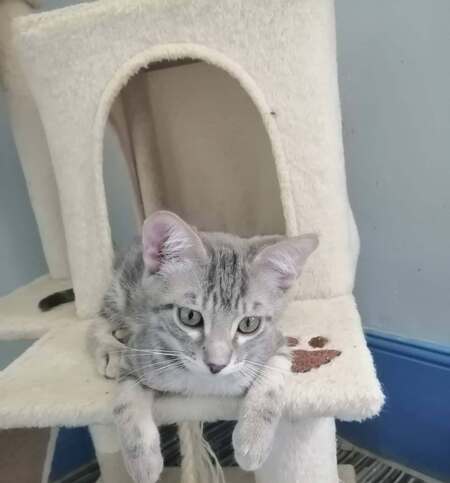 Adopter BOUBA