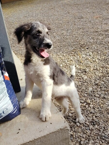 Adopter Muffin