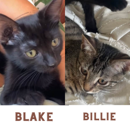 Adopter BLAKE ET BILLIE 