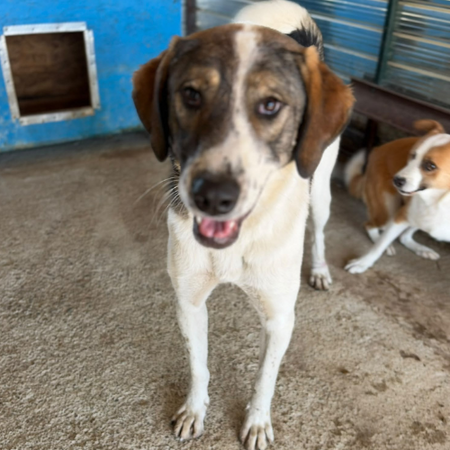 Adopter Lila