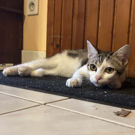 Adopter Nyx 
