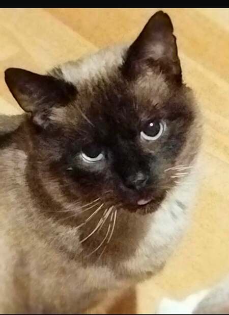 Adopter LOKI