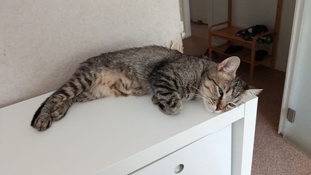 Adopter Dollie