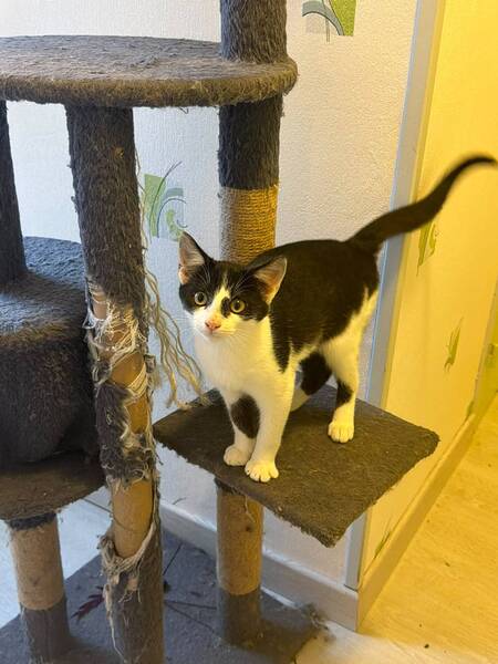 Adopter Blume