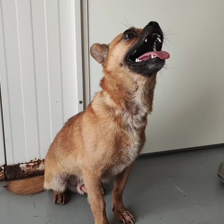 Adopter Lucas