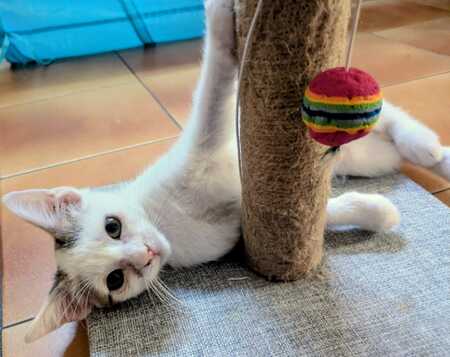 Adopter BOBBY