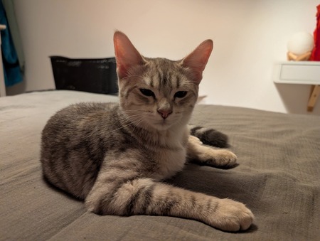Adopter Louri
