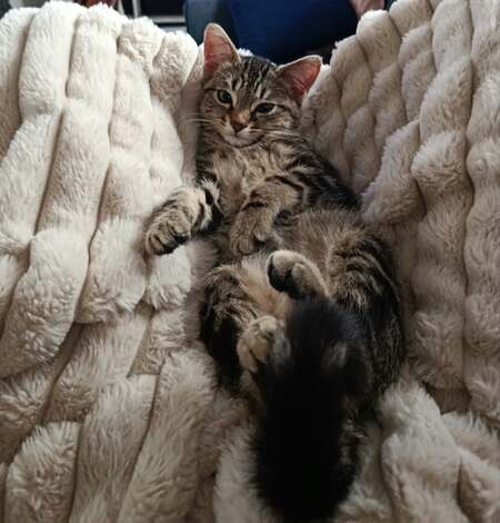 Adopter Absinthe