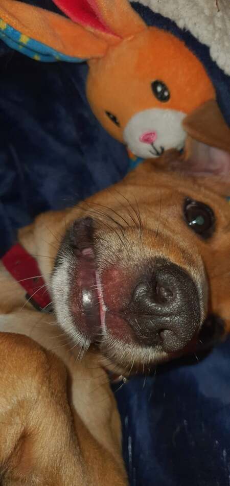 Adopter Tamarin