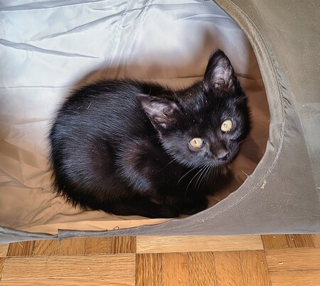 Adopter Eloi