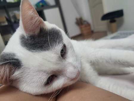 Adopter Sven