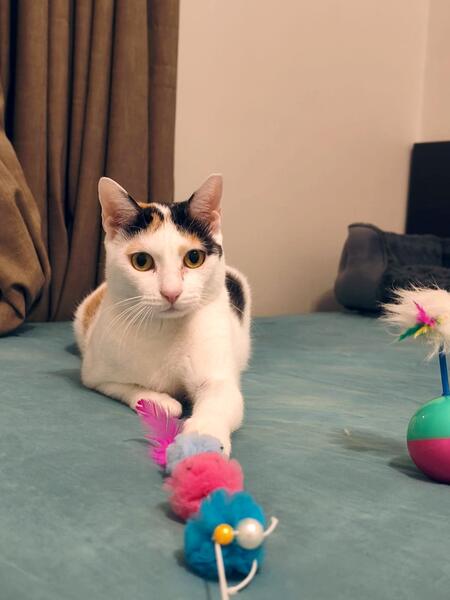Adopter Lola