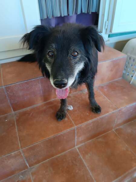Adopter Manolo 
