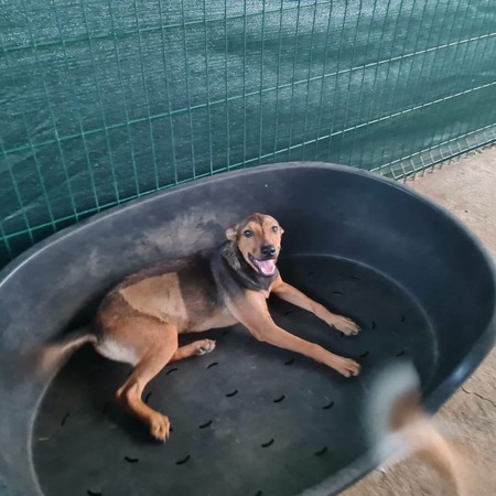 Adopter Paprika