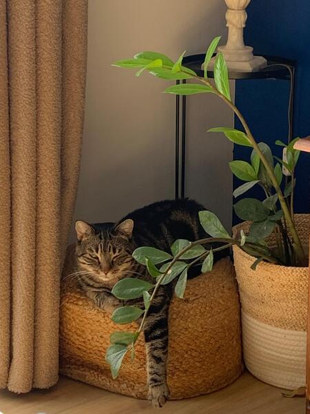 Adopter Athena