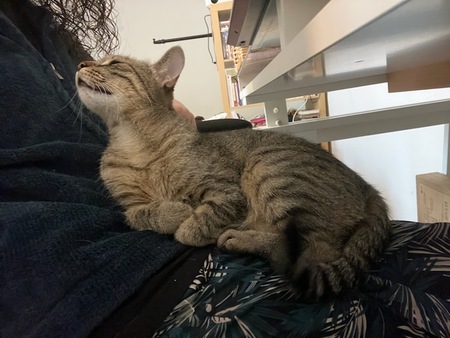 Adopter Kittie 