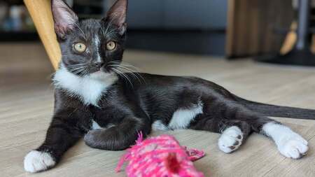 Adopter Bulle