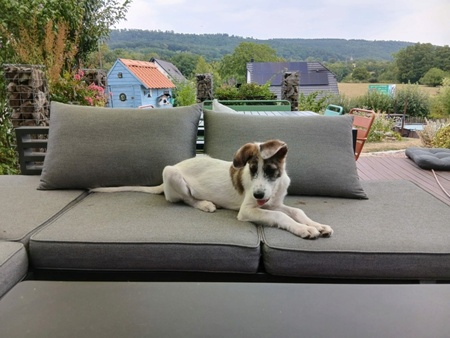 Adopter Olow