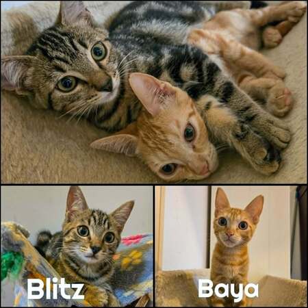 Adopter BAYA et BLITZ