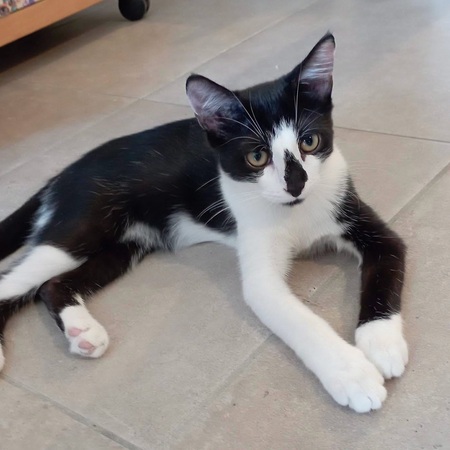 Adopter ZOOK