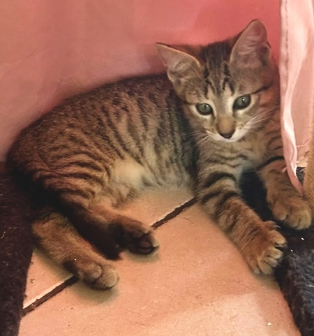 Adopter Bigaro 