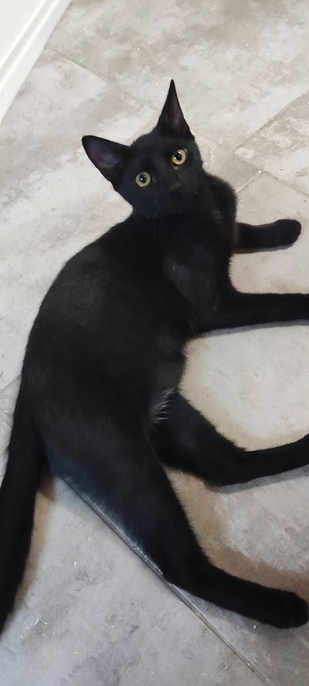 Adopter Blizzard