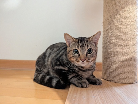 Adopter Naoned