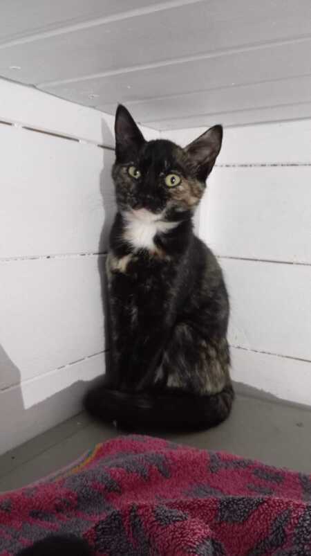 Adopter Guimauve