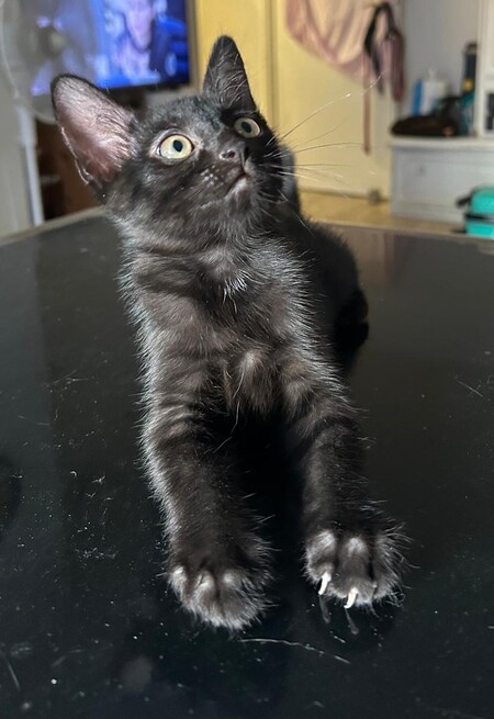 Adopter BALOO