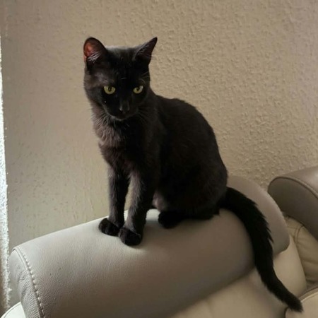 Adopter Pepsi