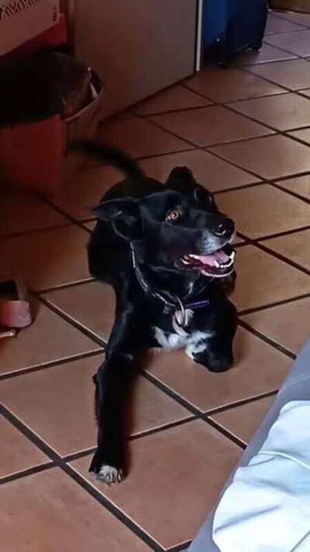 Adopter Pataud