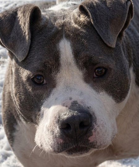 Adopter Paquita