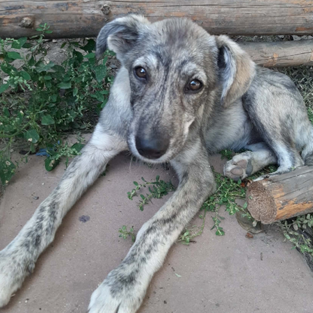 Adopter Crina