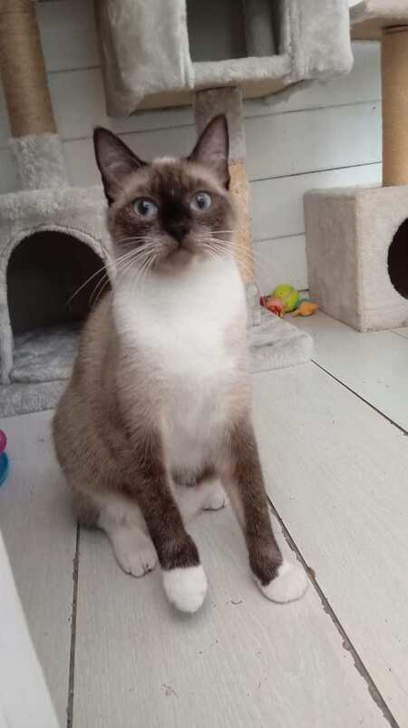 Adopter MIA & BELLA