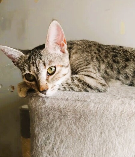 Adopter Poppy