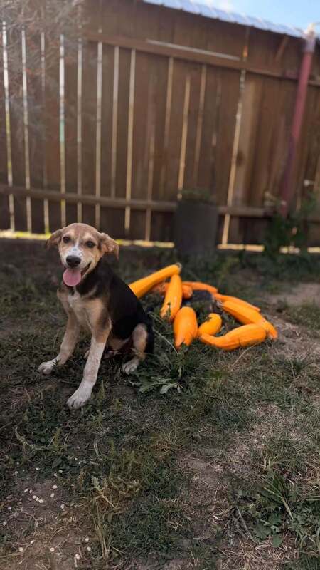 Adopter Sherlock