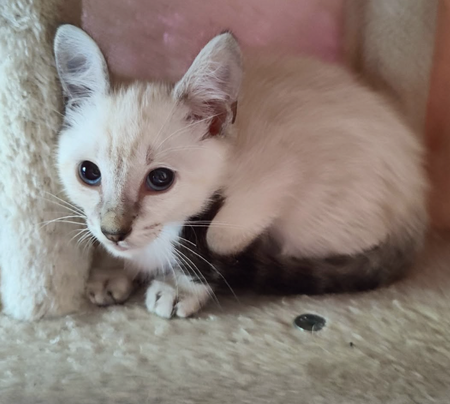 Adopter ETOILE ET NUAGE 