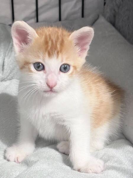 Adopter Trouvé