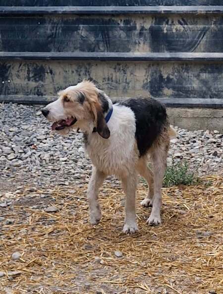 Adopter Cesar