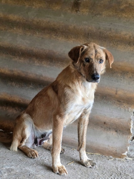 Adopter Slatka