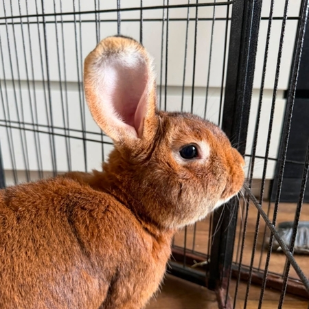 Adopter Trevor